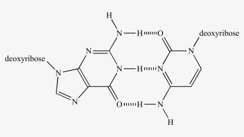 "  Src="hydrogen Bond04 - Base Pair Chemistry, HD Png Download, Free Download